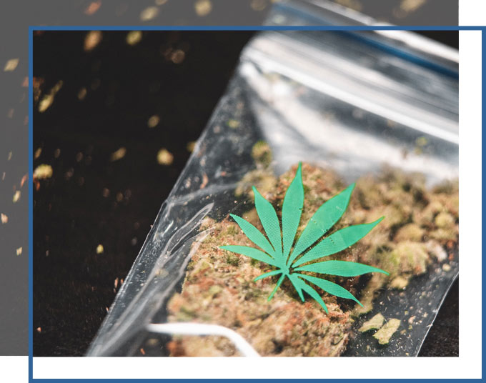 Cannabis Attorneys Florida | GD&C